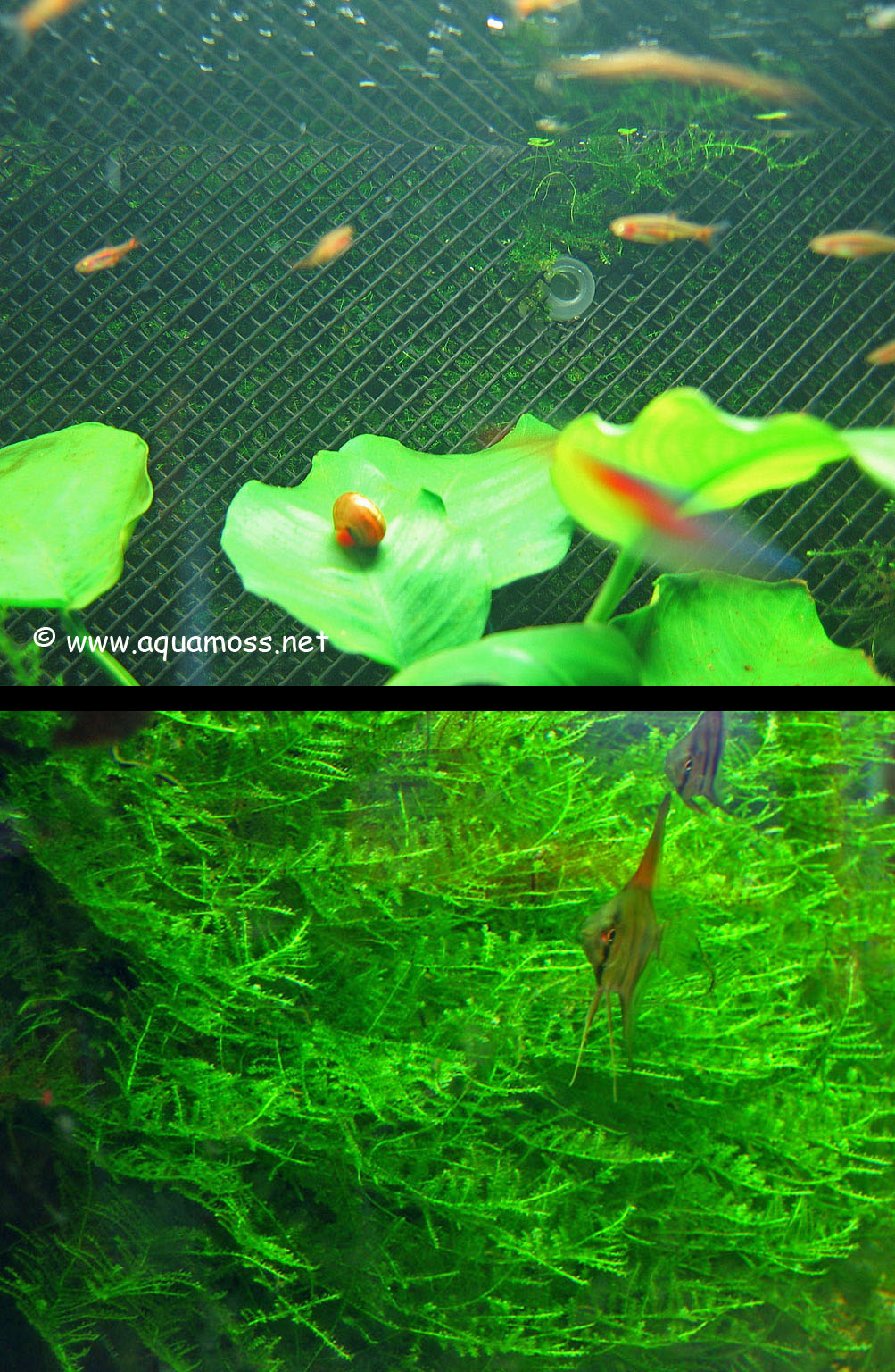 Aquascape Aquarium How to Grow Aquatic Moss Wall