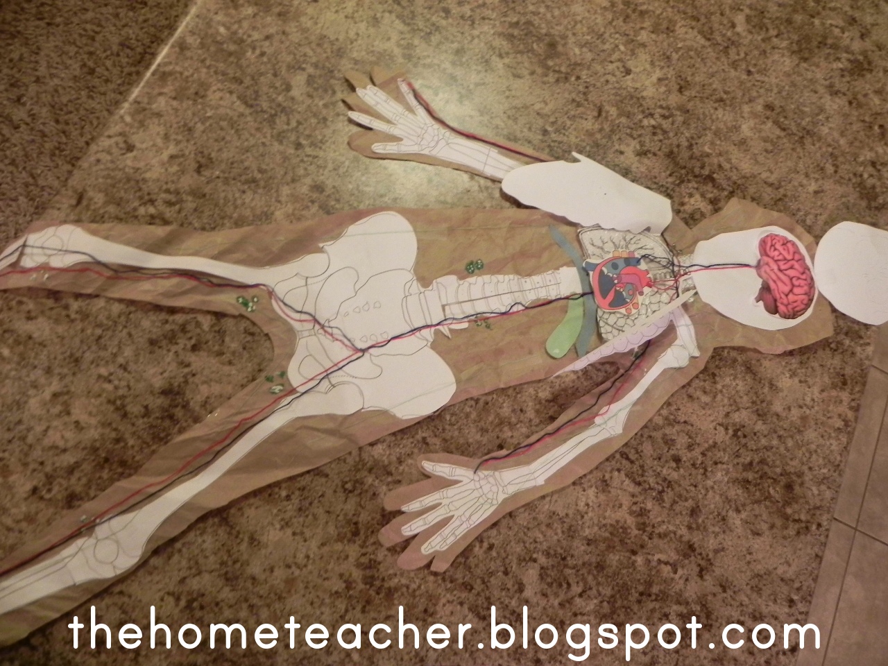 The Home Teacher: Human Body: Circulatory System