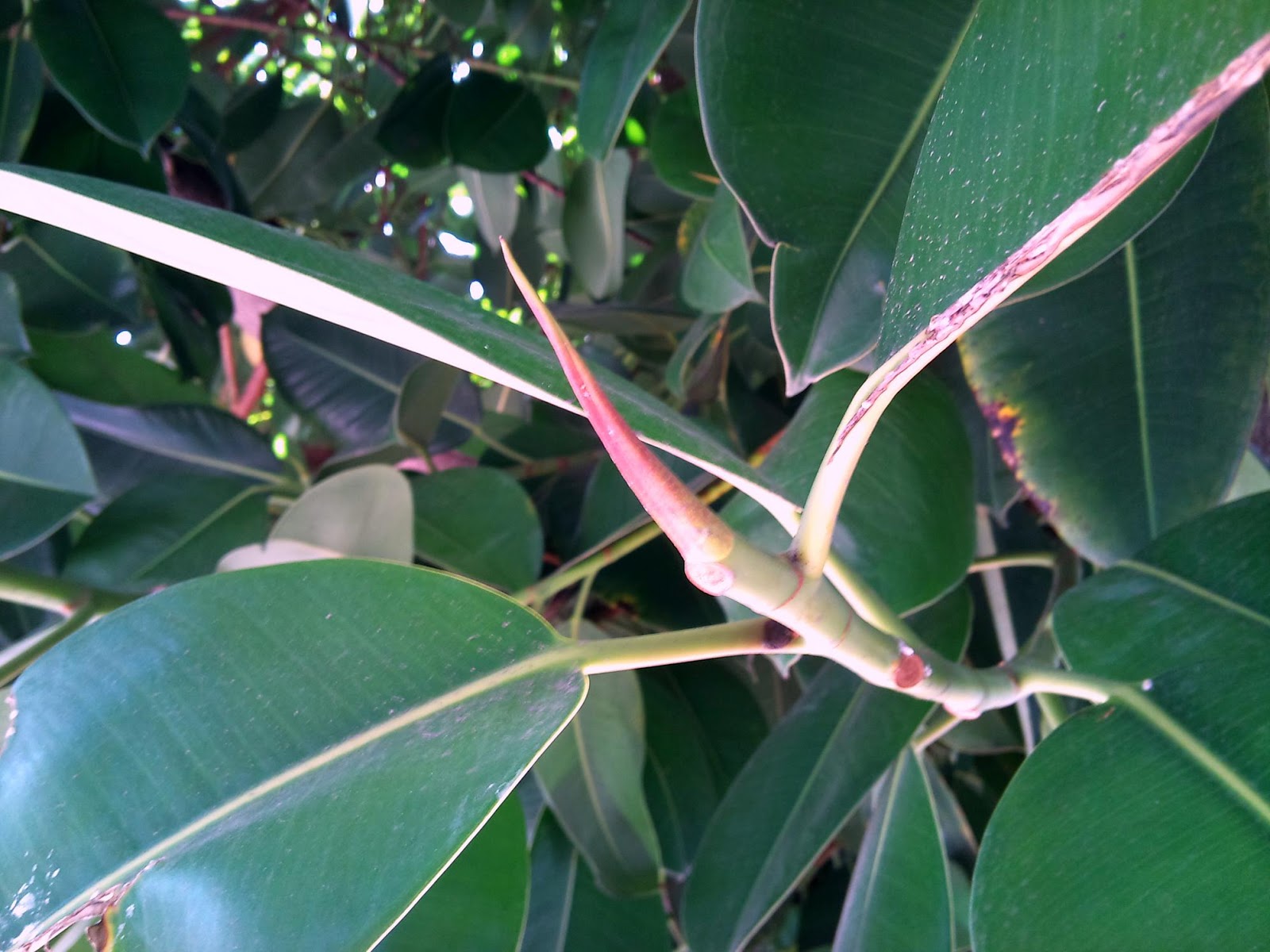 Árboles con alma: marzo 2013