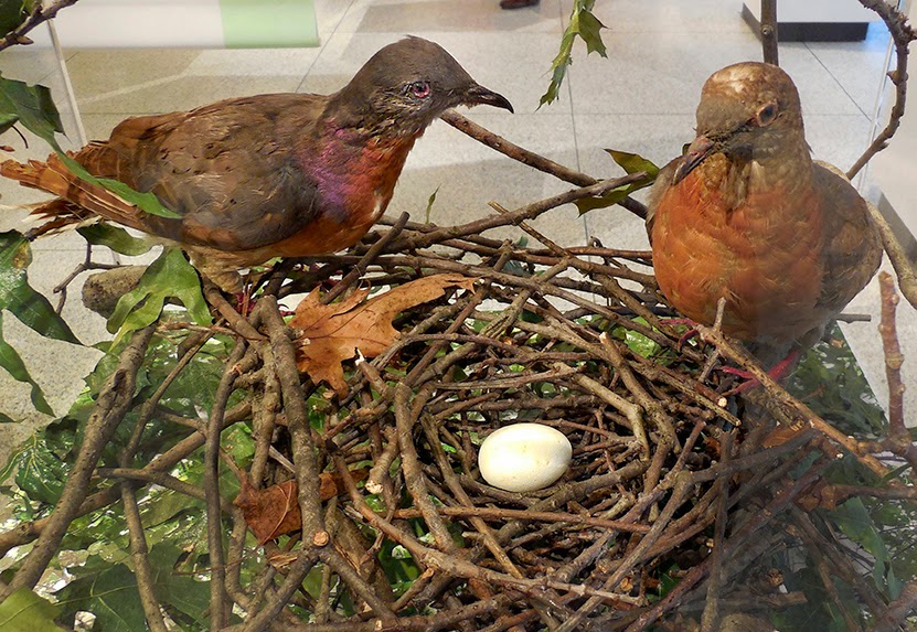 Passenger Pigeons