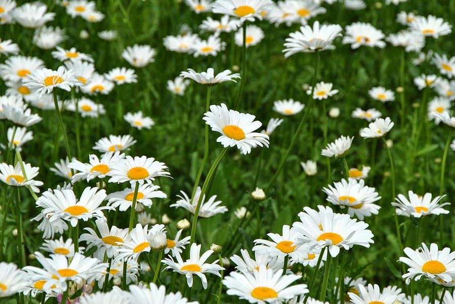 yellow canary flowers april birth flower the daisy april birth flower