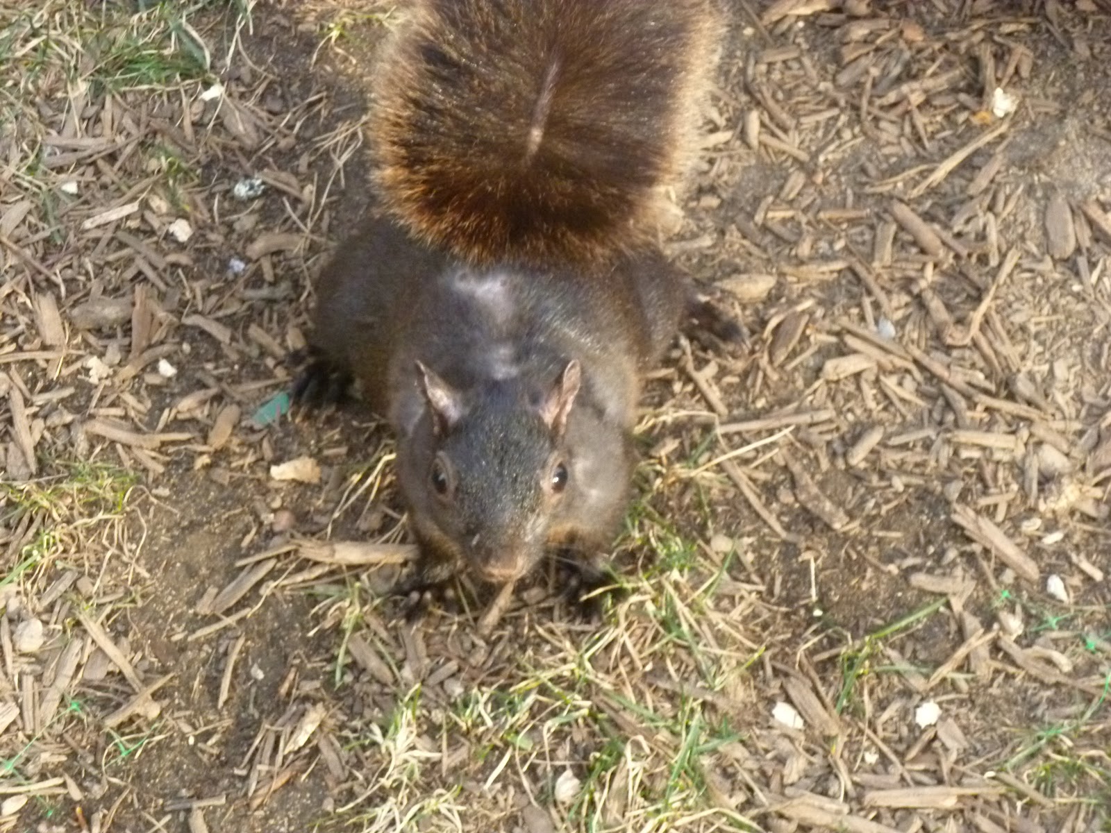 The New York Squirrel: hair yesterday, gone today