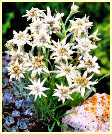 Edelweiss Stella Alpina