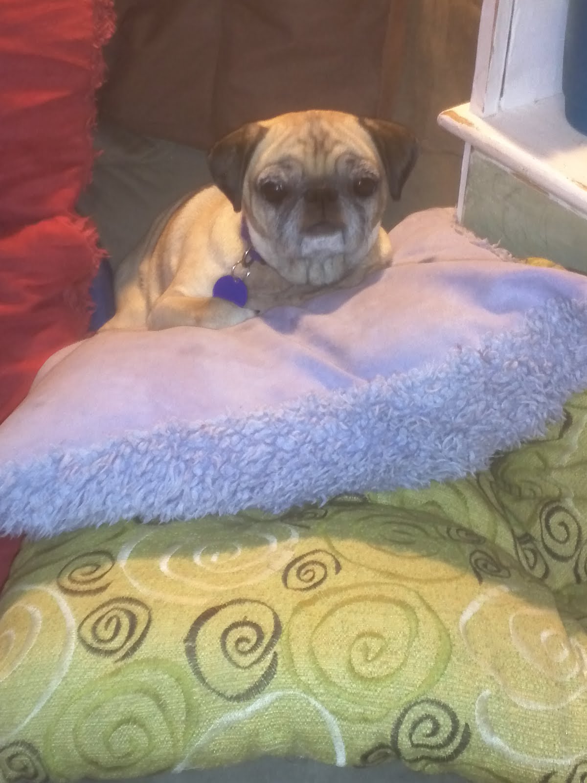 pug in heat bleeding maitri s july 2011 pug in heat bleeding maitri s july 2011
