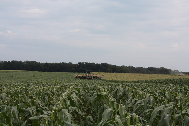 The Pearls of Homeschooling Crop Study Corn