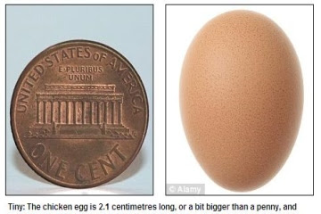 世界上最小的雞蛋：世界上最小的雞蛋 只有2.1公分
