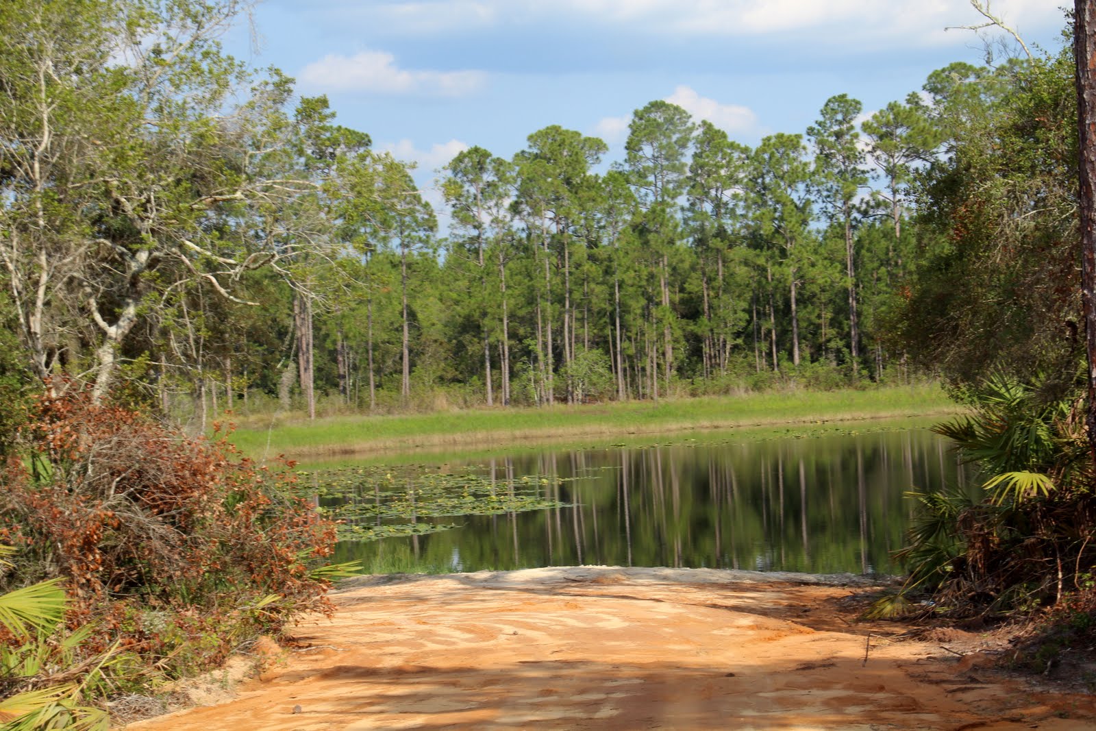 Operation Explorations REVIEW Ocala National Forest Boondocking Site
