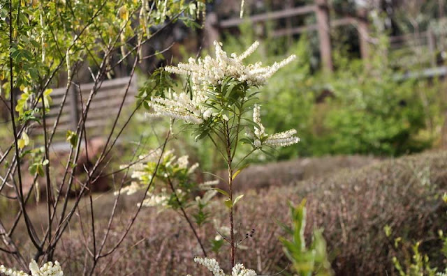 Pieris Japonica Flowers