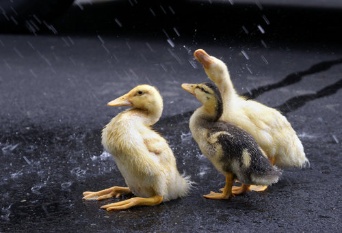 Cute+Ducks+In+Rain.jpg