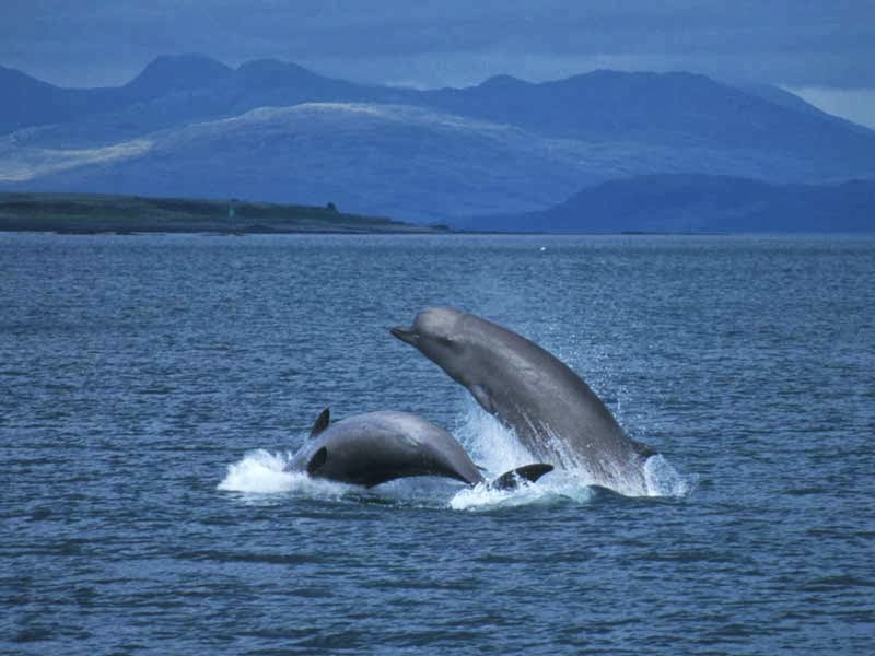 Artes de Pesca VAMOS A PESCAR ZÍFIDOS HYPEROODON