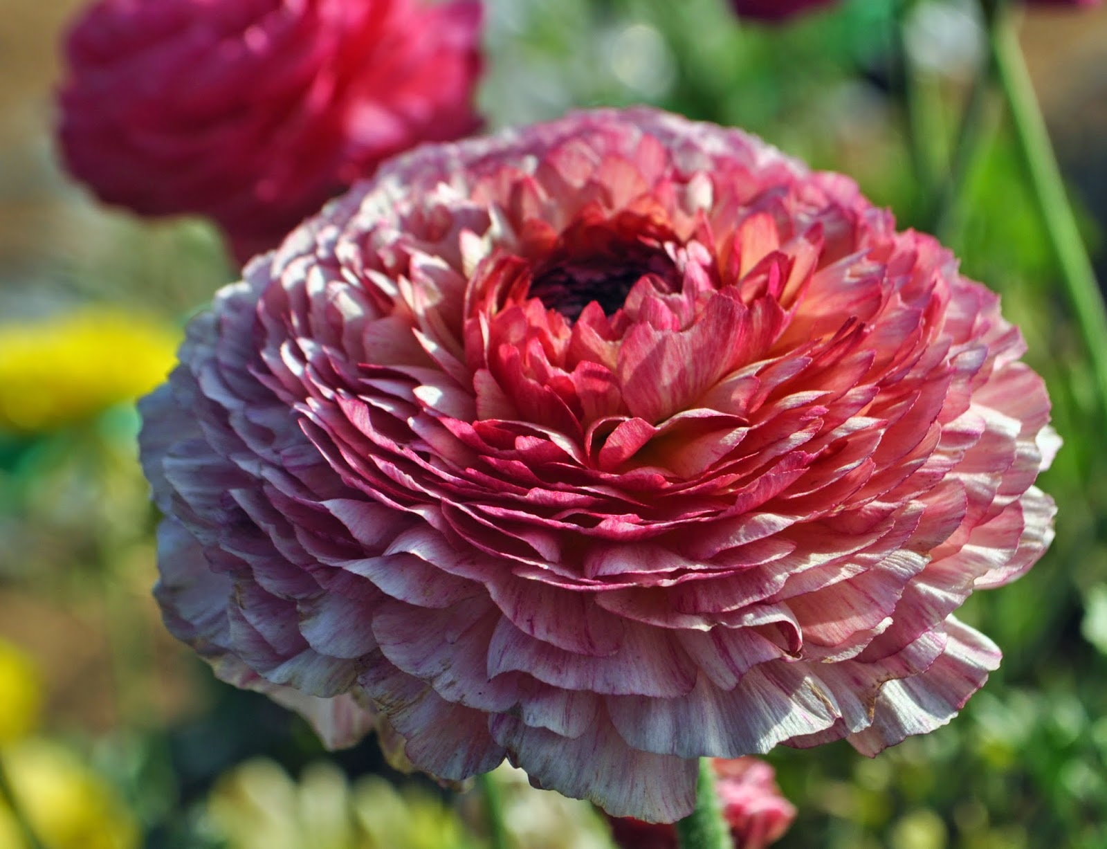 A Passion for Flowers Field to Vase 2 A Breathtaking Canvas