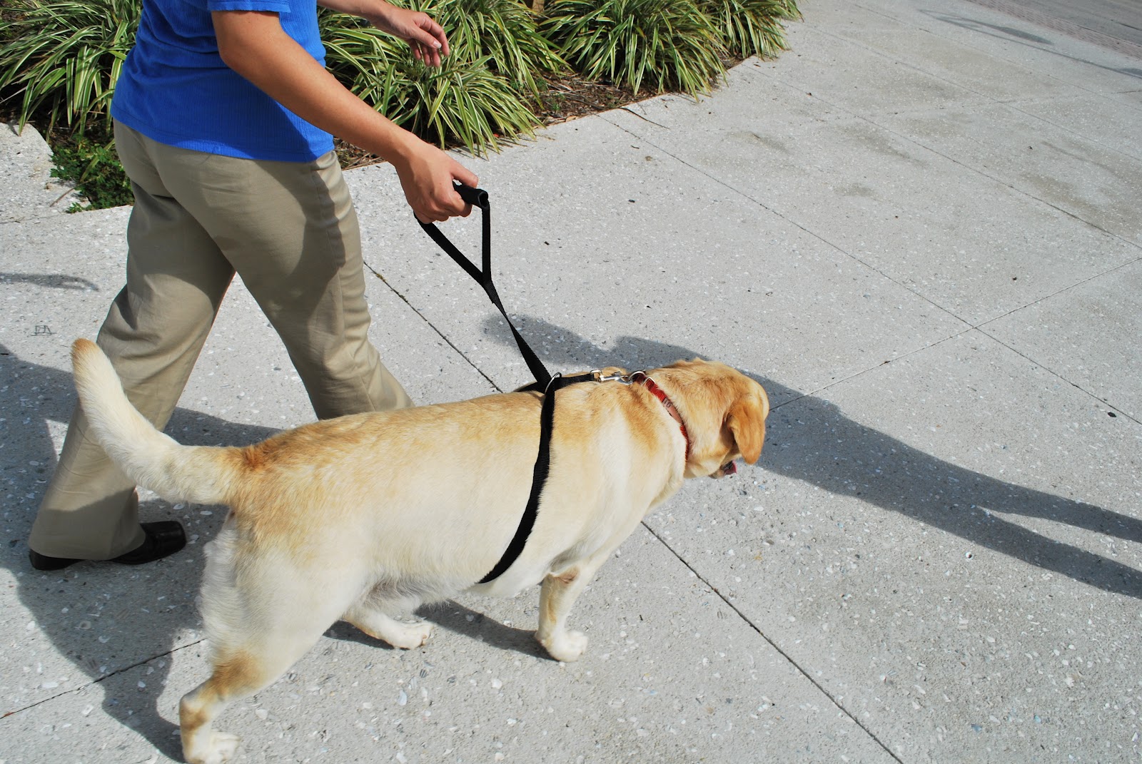 Marvelously Messy Instant Trainer Leash Review