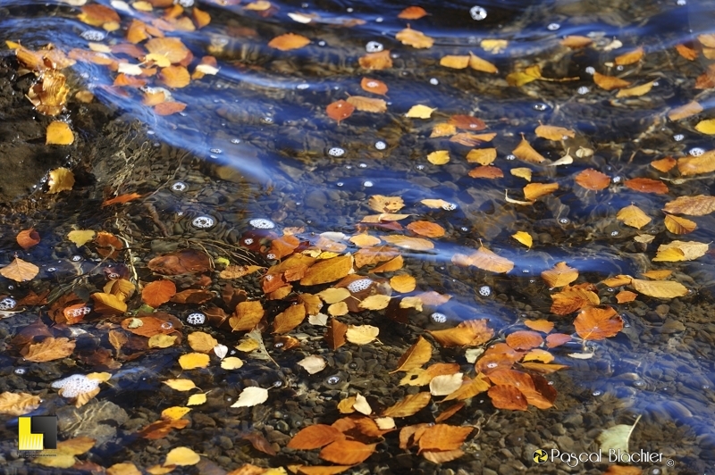 feuilles flottantes photo pascal blachier