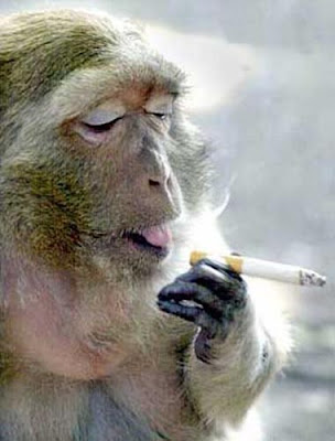 Smoking Animals | Funny Pictures - Pets Cute and Docile