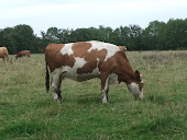 COW GRAZING