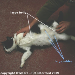 Can I Worm My Pregnant Dog Can I Worm My Pregnant Dog