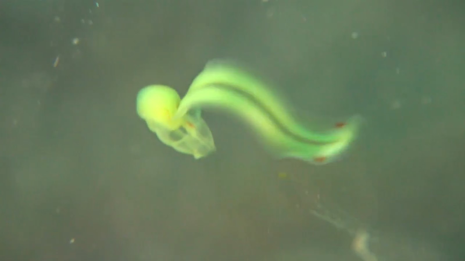 Real Monstrosities A Big, Yellow Larvacean!