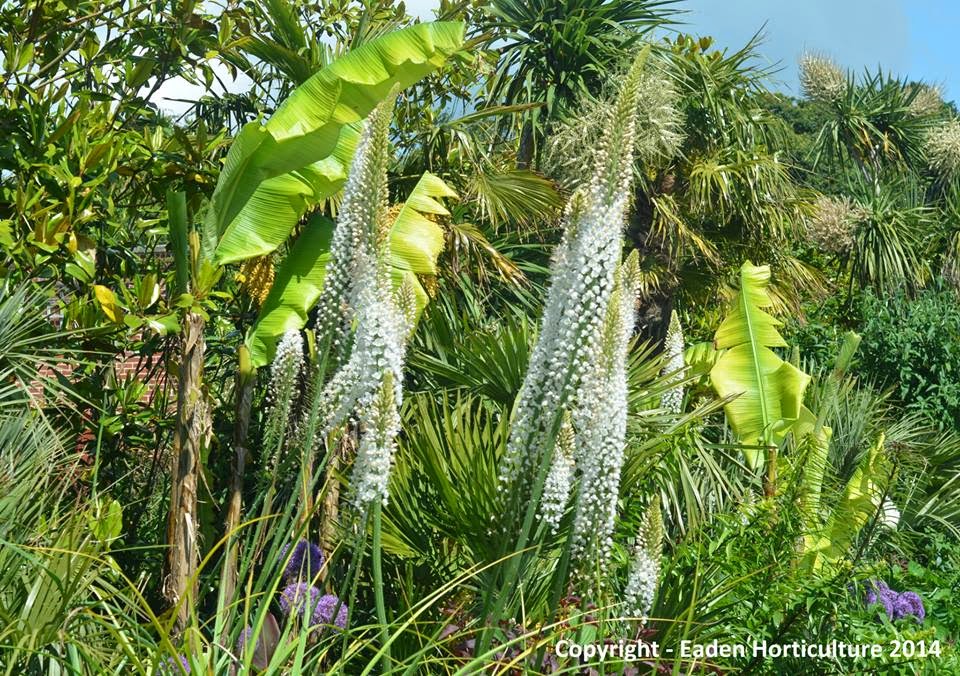 HOW TO GROW THE FOXTAIL LILY The Garden of Eaden
