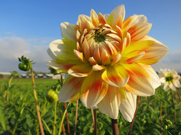 Dahlia Magnificence