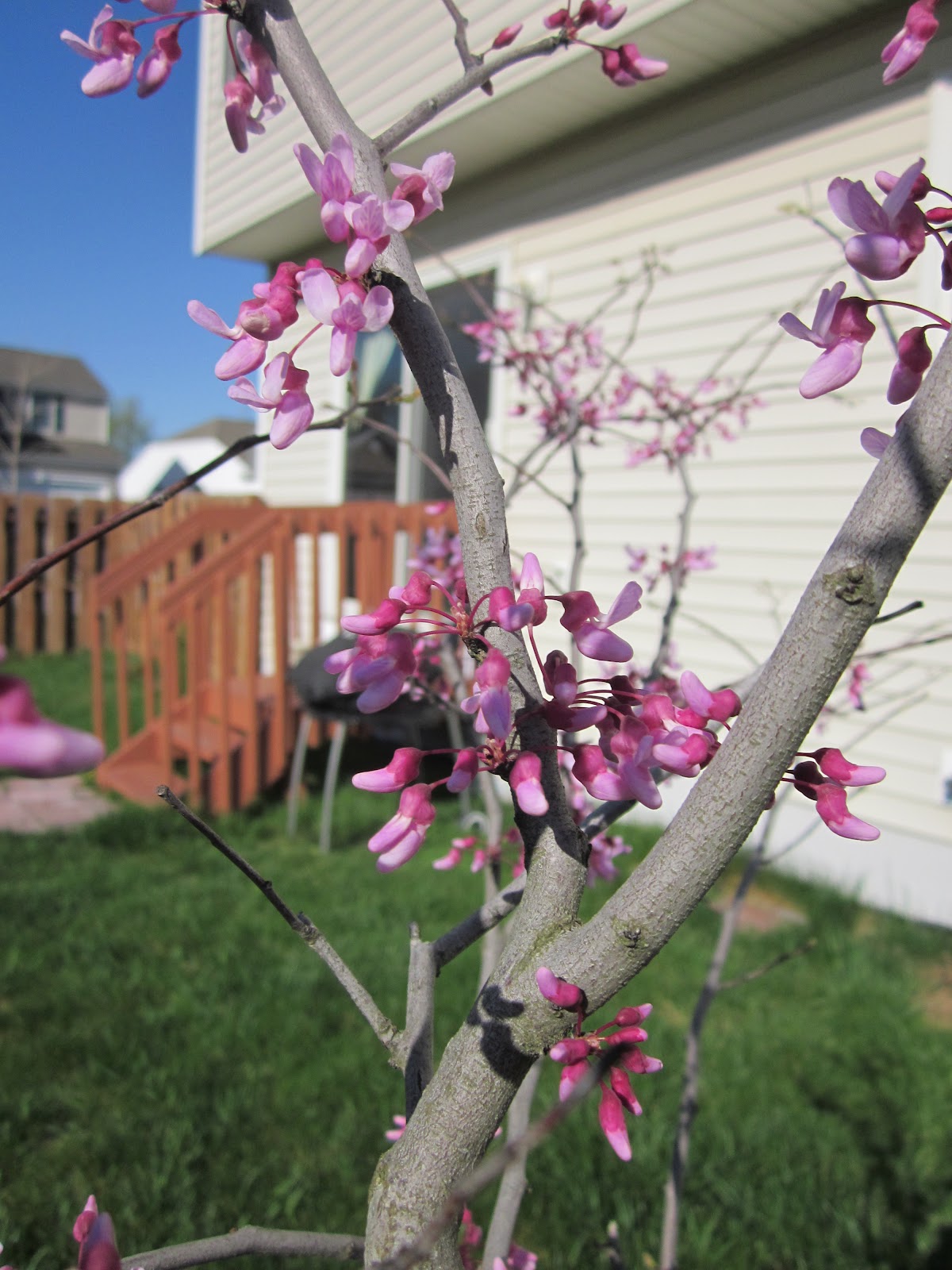 The Transplantable Rose