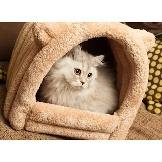 Picture Of A Cat Hiding In Igloo Picture Of A Cat Hiding In Igloo