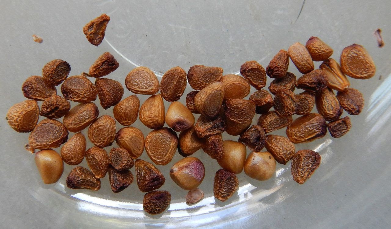 World of Irises Drying Pacifica Iris Seeds