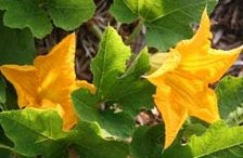 Squash Blossoms