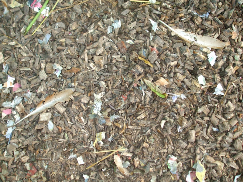 The Compost Bin Feathers everywhere!