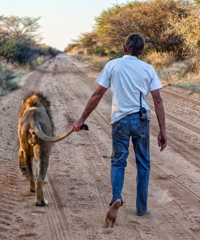 The two enjoy taking long walks together, during which Frikkie affectionately hold Zion's tail. - This Is The Story Of A Man And His Best Friend, A Lion Named Zion The two enjoy taking long walks together, during which Frikkie affectionately hold Zion's tail. - This Is The Story Of A Man And His Best Friend, A Lion Named Zion