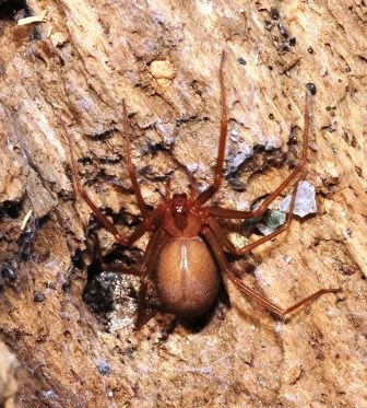 fotos Loxosceles Laeta argentina arañas venenosas