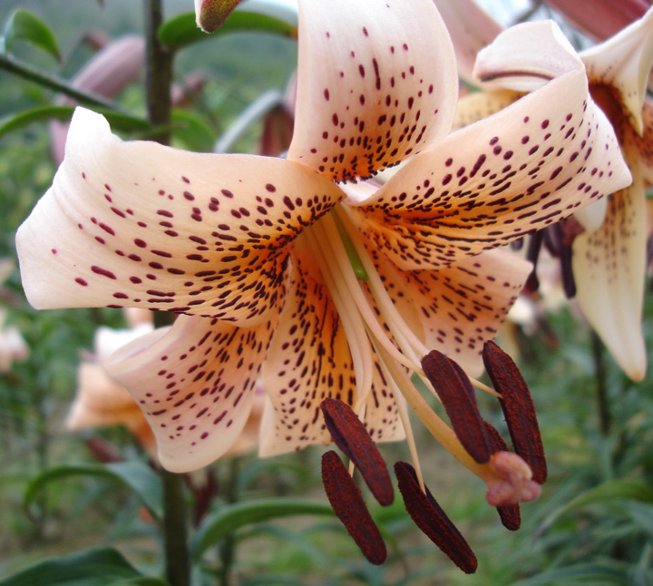 B&D Lilies Garden Blog Lily Bulb Hardiness & Warm Winter Tolerance