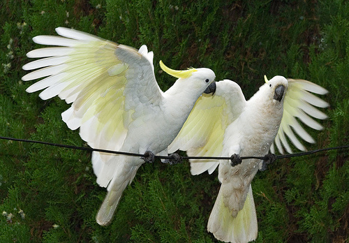 600 Gambar Burung Kakatua Paling Keren 600 Gambar Burung Kakatua Paling Keren