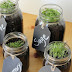 Create Your Own Herb Garden