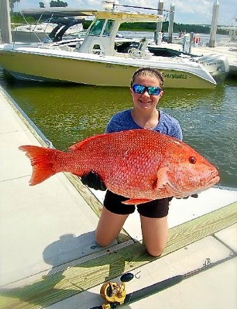 Likely IGFA All-Tackle World Record Vermilion Snapper Is About to get Eaten