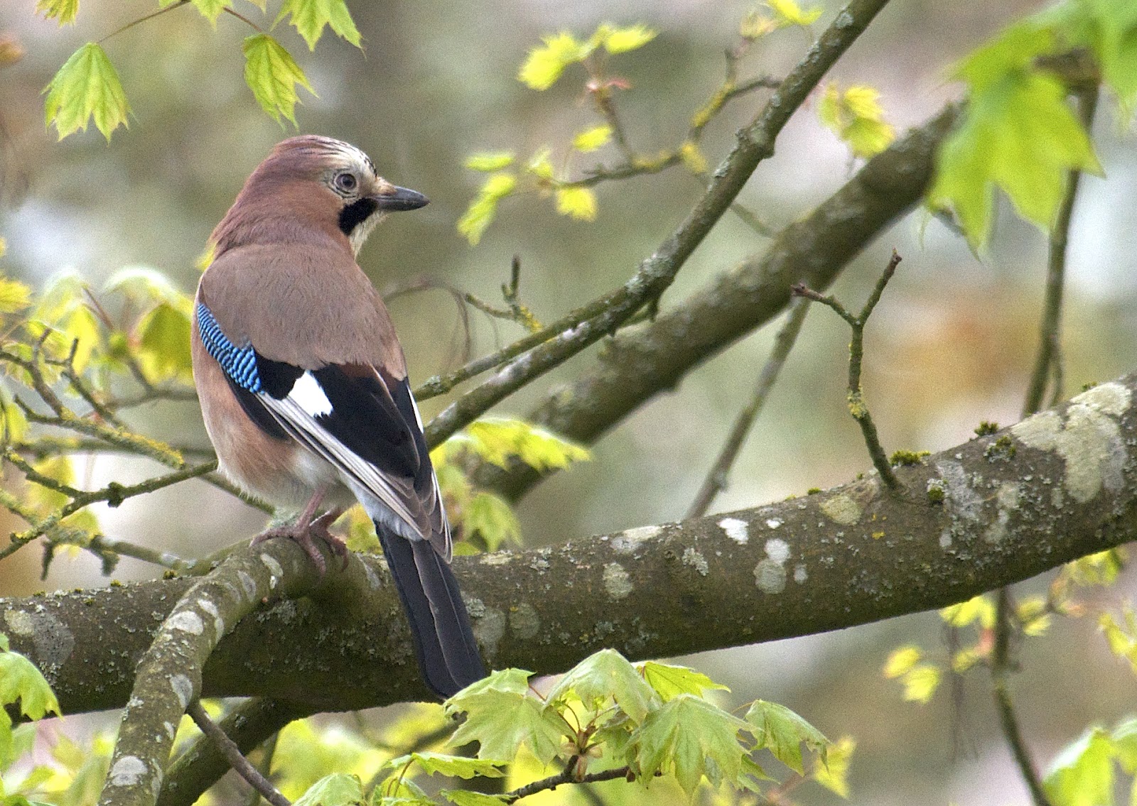 Birds and Their Habitats Birds in Focus Jay