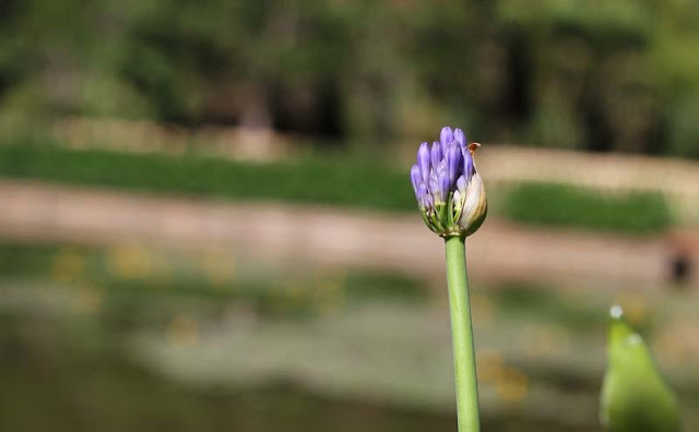 African Lily Flowers Pictures