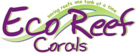 Eco Reef Corals