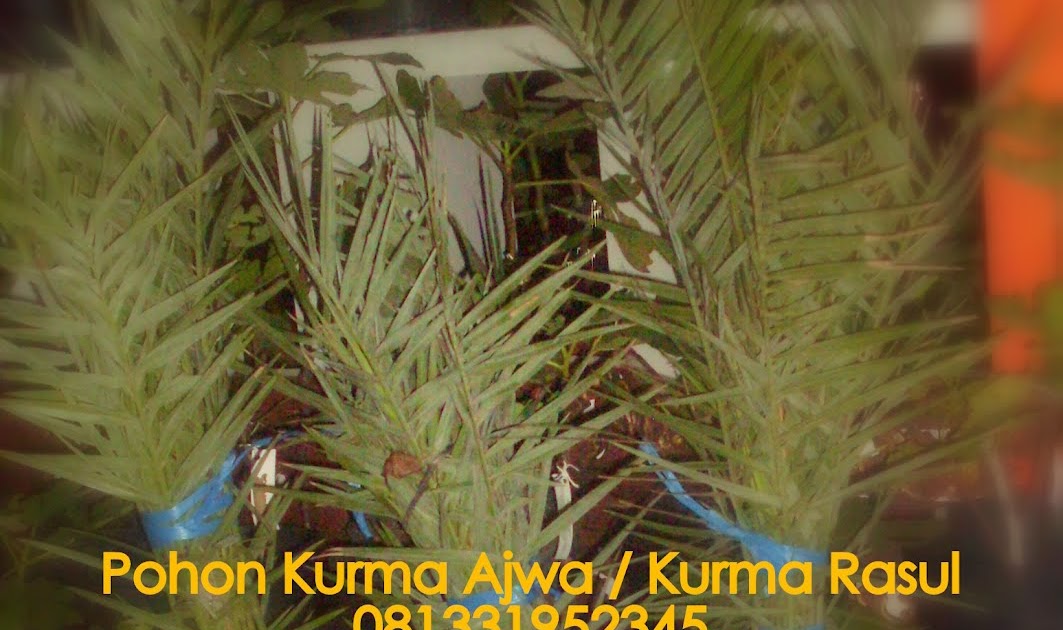 Pohon Kurma Ajwa Untuk Tanaman Hias Halaman Anda |Pohon ...