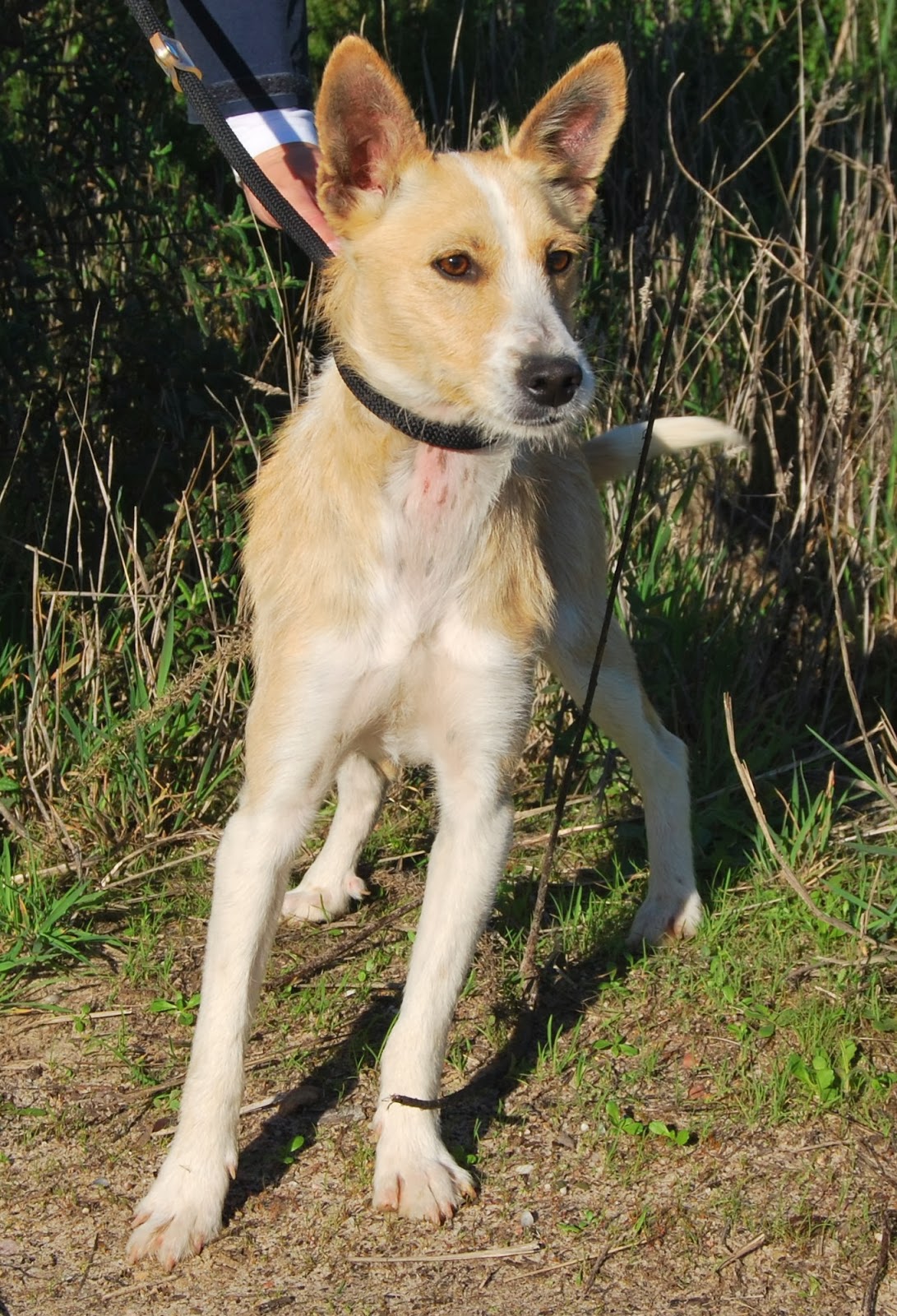 Hunde aus ZentralPortugal adoptieren Sidney