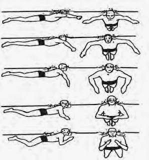 Teknik dasar renang gaya dada - blog seputar ilmu olah raga