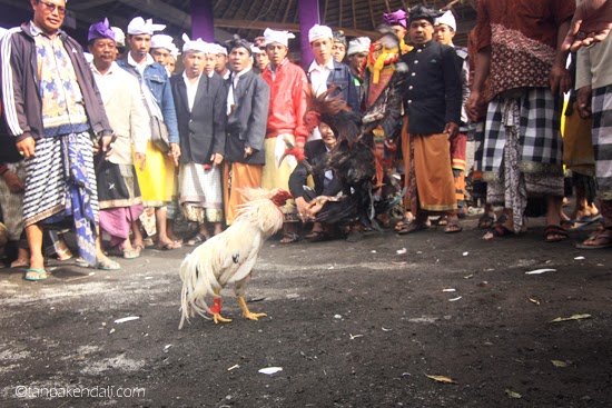 Photo Story : Sabung Ayam ~ TANPA KENDALI