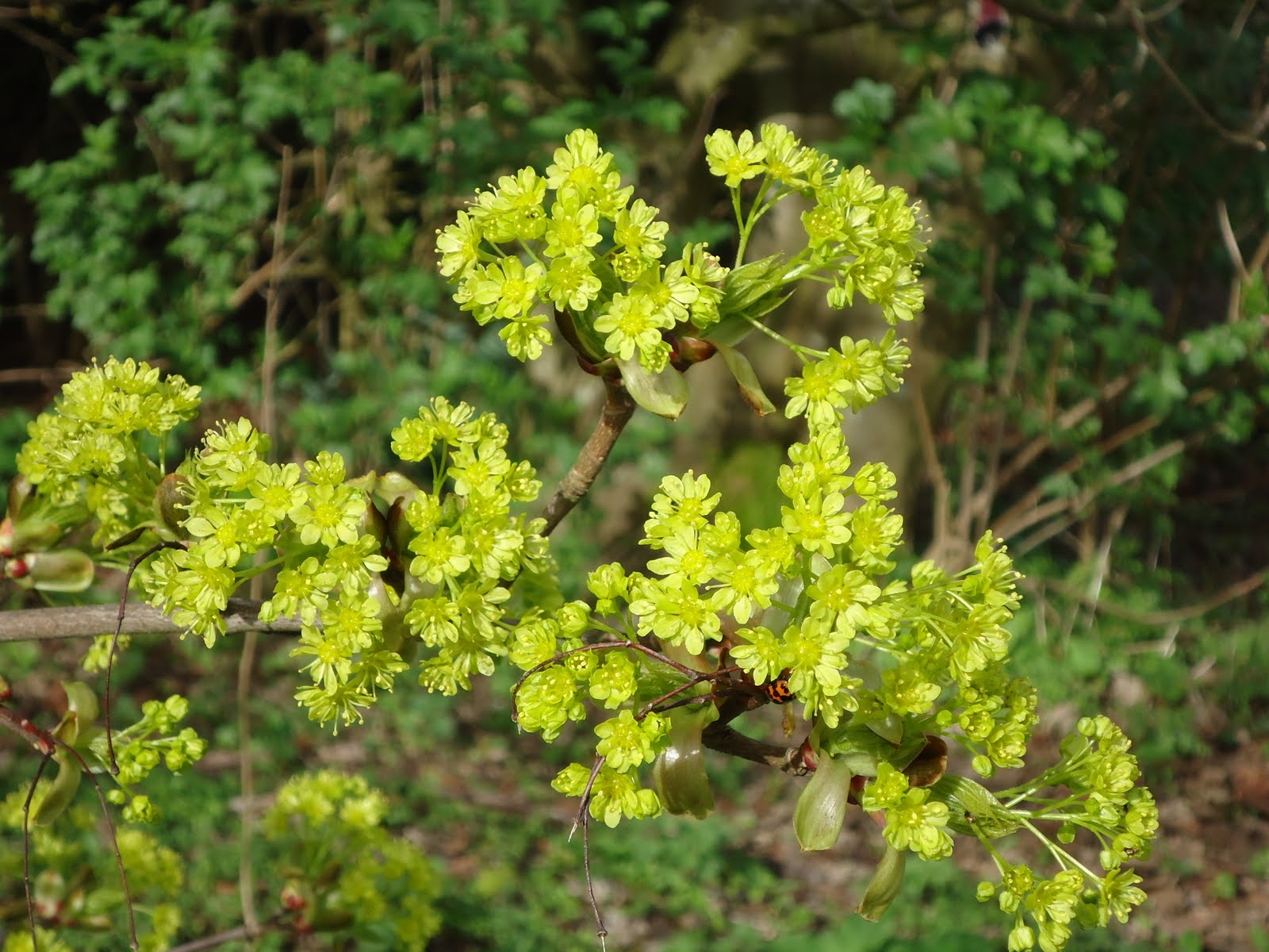 Stanmer and Around Elm flowers