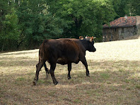 Animals a prop de la masia la Fàbrica Targarona Animals a prop de la masia la Fàbrica Targarona