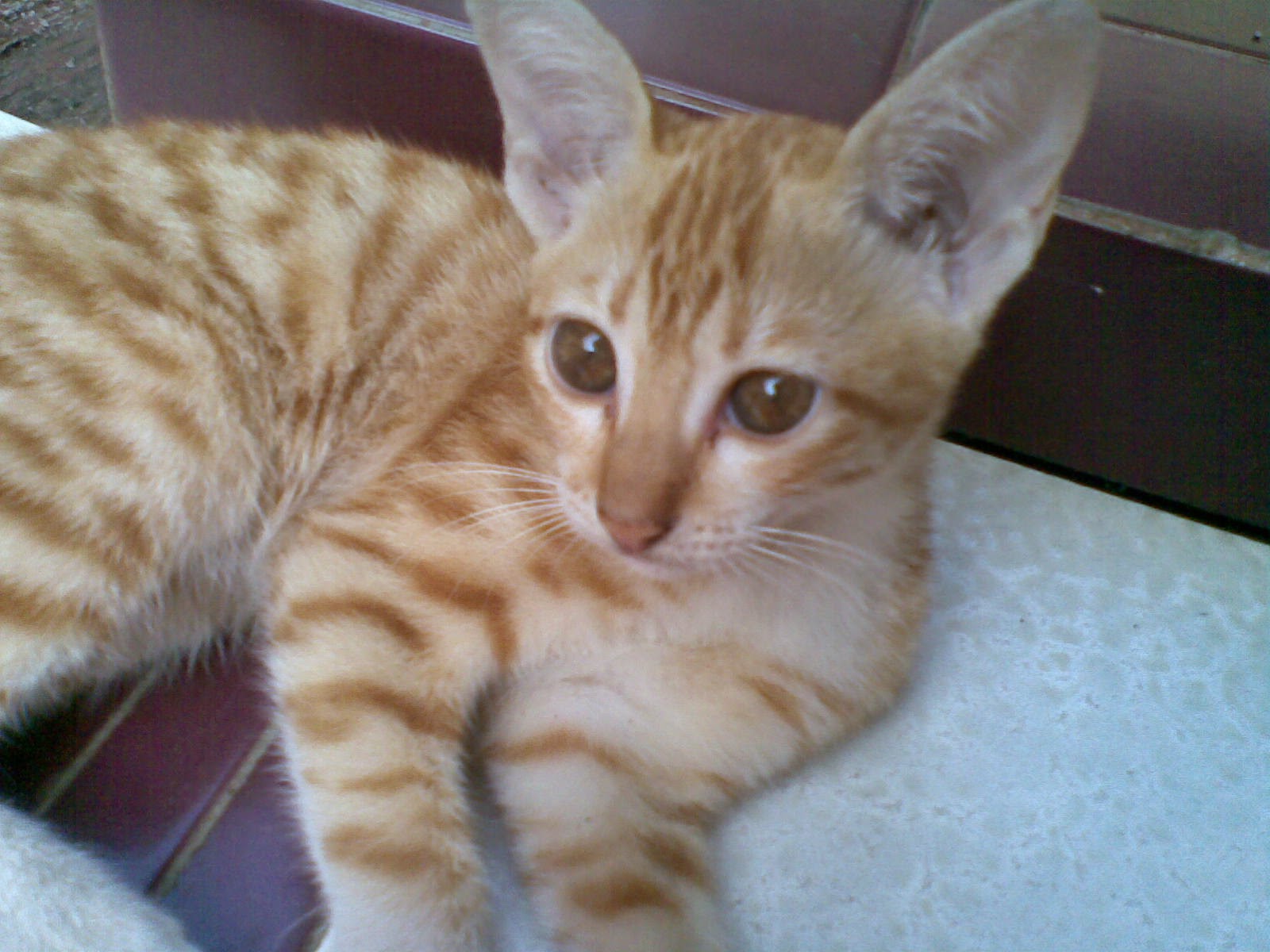 Jenis Kucing Paling Populer Di Indonesia jenis kucing