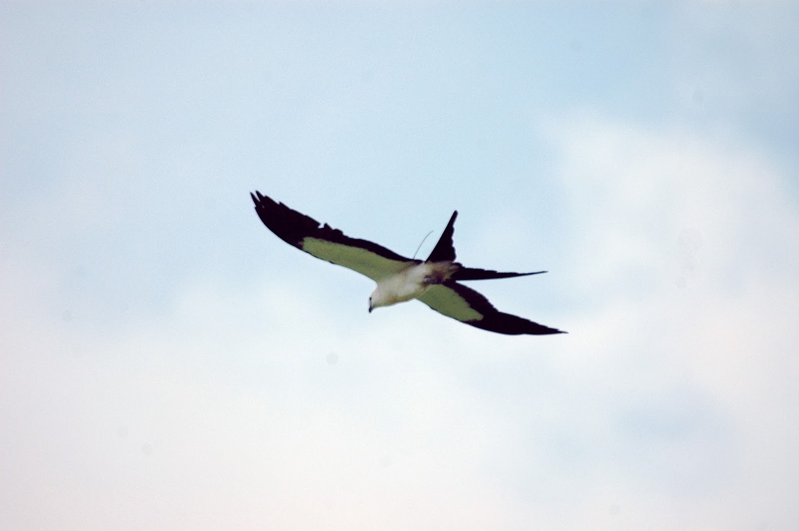 Swallowtailed Kite Migration Palmetto spotted in