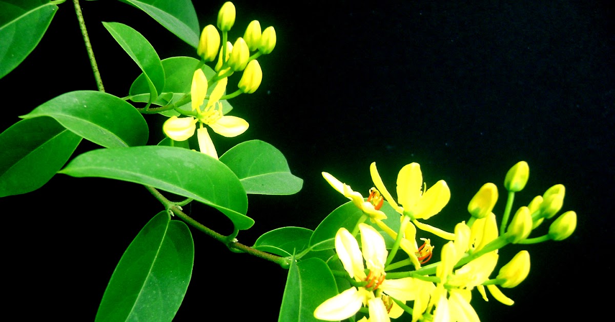 of flowers and of verses yellow vine