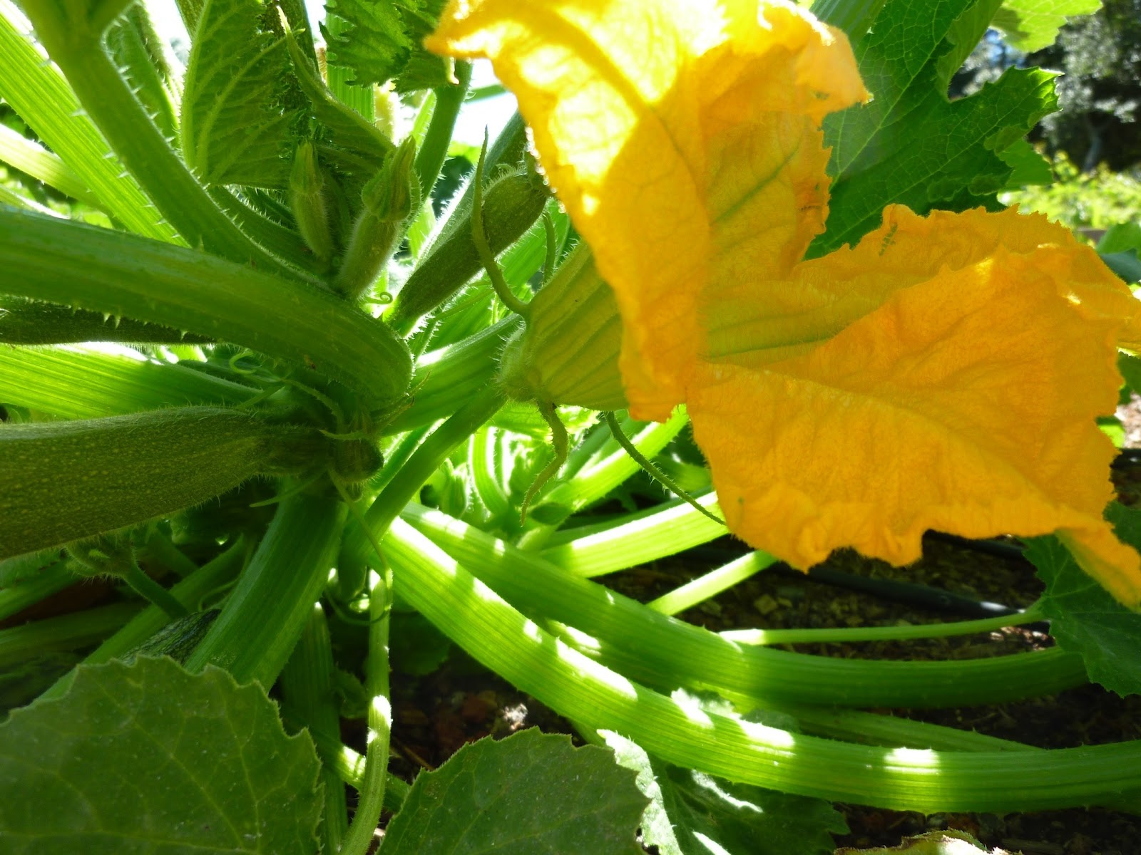 Foods For Long Life Does Your Zucchini Begin To Fruit And