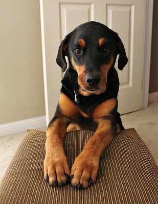 Sasha on footstool