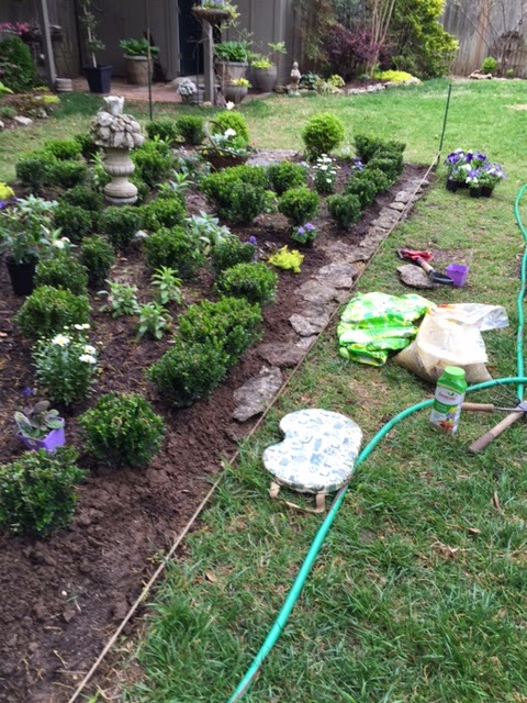 Hill Shepherd Boxwood Shrubs