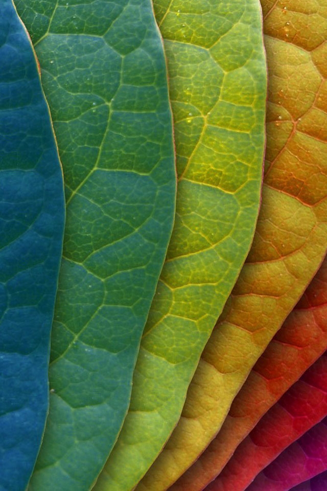 Colorful Leaves iPhone 4 Wallpaper